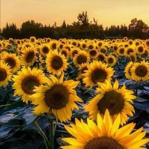 Meet your Posher, Lashay